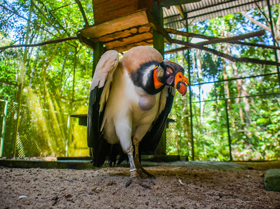 Conheça a história dos animais mais antigos do Bioparque da Amazônia – Prefeitura Municipal de Macapá
