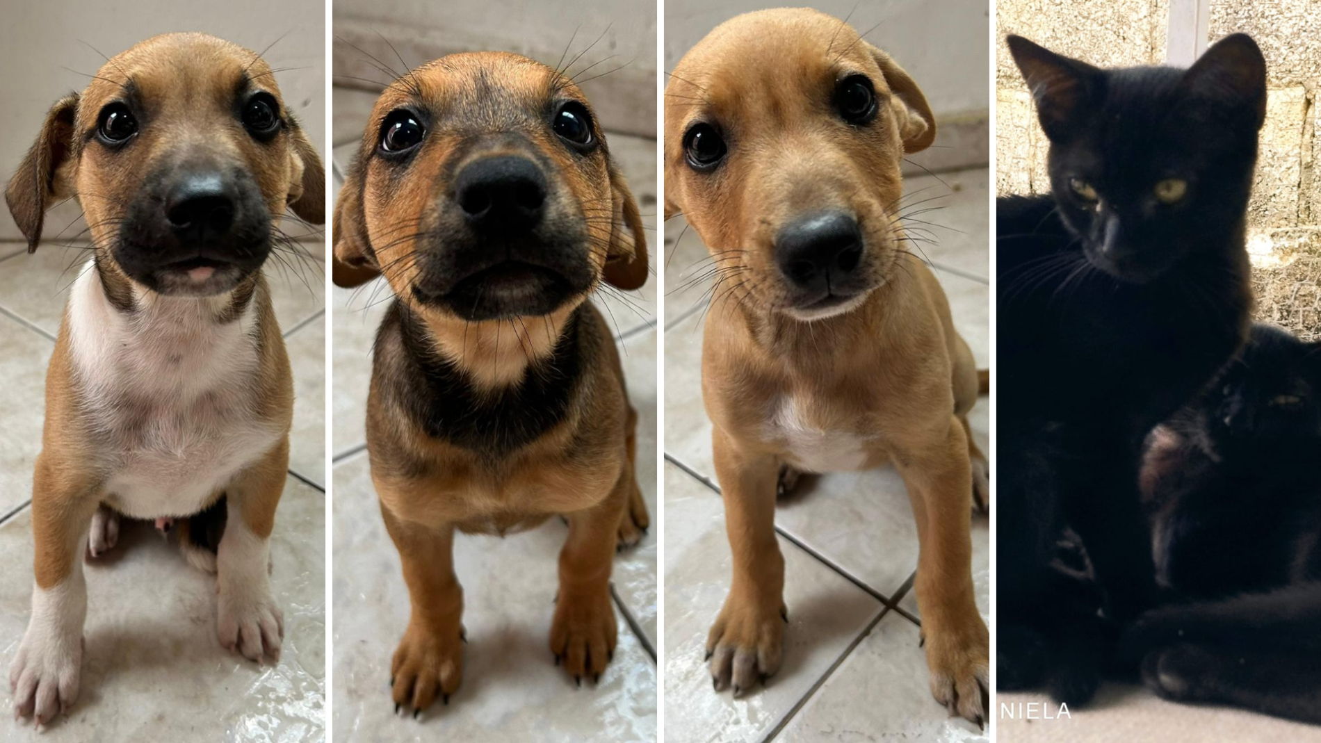 Um ato de amor: 2ª FENS nos Bairros tem feira de adoção de animais